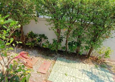 Backyard garden with greenery and paved area