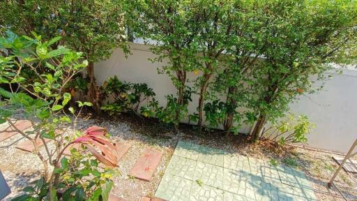 Backyard garden with greenery and paved area