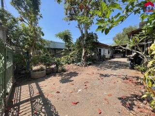 Sunny yard with plants and trees