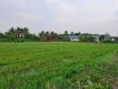 Scenic view of a large green field with houses and trees in the background