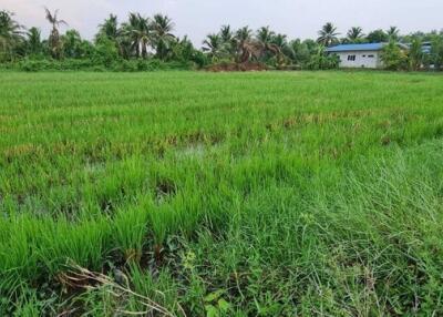 Green agricultural field with distant buildings and palm trees