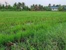 Green agricultural field with distant buildings and palm trees