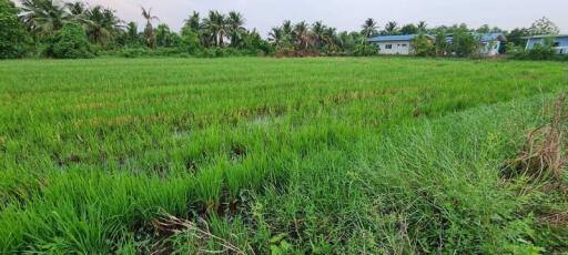 Green agricultural field with distant buildings and palm trees