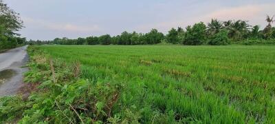 Green agricultural field next to rural road