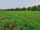 Green agricultural field next to rural road