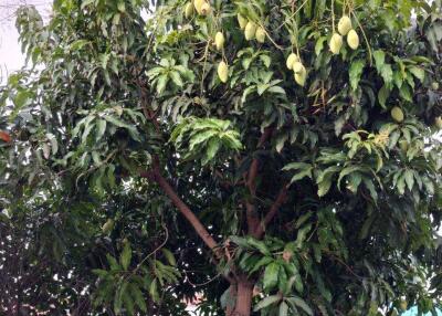 Tree with fruits in a garden