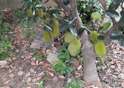 Garden with fruit-bearing tree