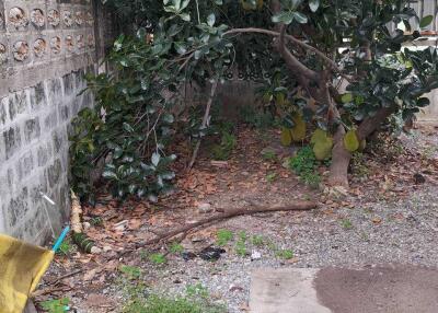 Backyard with trees and green space