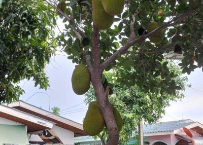 Jackfruit tree in a backyard