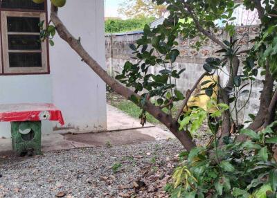 Outdoor area with a tree and exterior view of a building