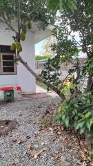 Outdoor area with a tree and exterior view of a building