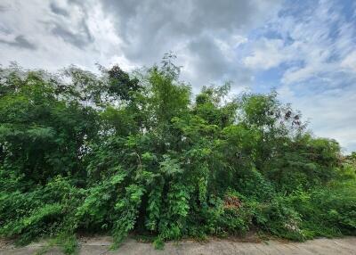 Overgrown vegetation and cloudy sky