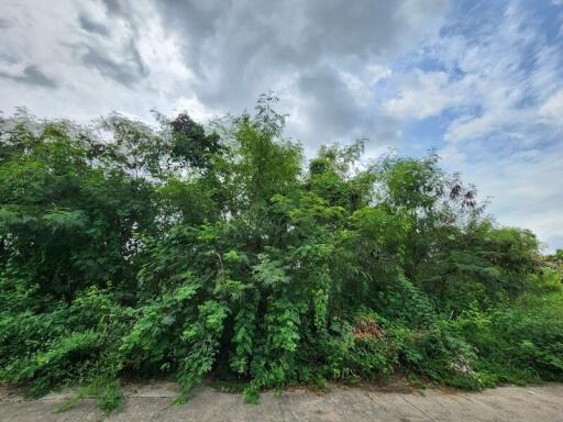 Overgrown vegetation and cloudy sky