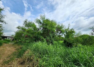 Lush greenery with a clear sky