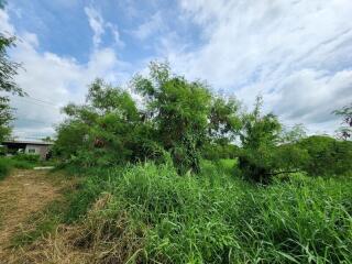 Lush greenery with a clear sky