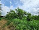 Lush greenery with a clear sky