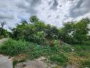 A plot of land with dense vegetation and cloudy sky