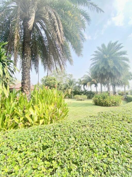 Spacious garden with lush greenery and palm trees