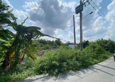 overgrown vegetation along a street with power lines