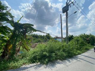 overgrown vegetation along a street with power lines