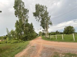 Dirt road pathway with tall trees and fence