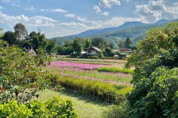 A family house with 4 bed for rent or sale in Mae Rim, Chiang Mai