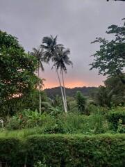 Scenic backyard view with palm trees and sunset