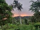 Scenic backyard view with palm trees and sunset