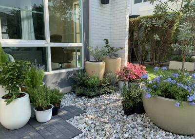 Outdoor garden area with various potted plants and greenery