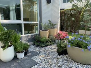 Outdoor garden area with various potted plants and greenery