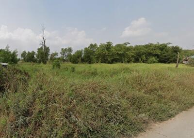 Vacant land with overgrown vegetation