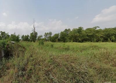 Open grassy area with trees in the background