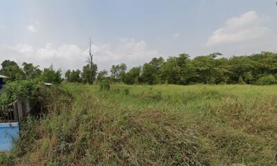 Open grassy area with trees in the background