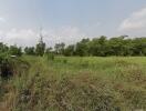 Open grassy area with trees in the background