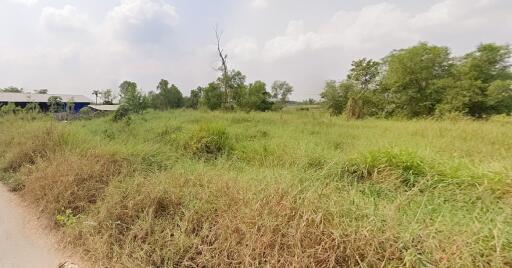 Vacant plot with greenery
