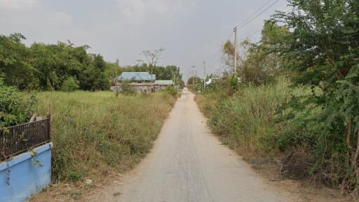 A rural dirt road with houses and greenery