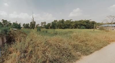 Vacant land area covered with grass and trees