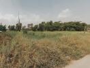 Vacant land area covered with grass and trees