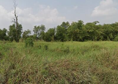 Vacant Land with Trees