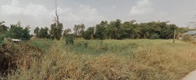 Open grassy field with trees