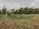 Open grassy field with trees