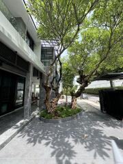 Outdoor front yard with trees and modern house facade