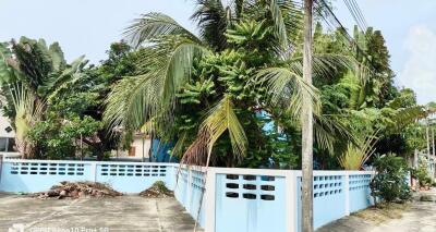 Exterior view of a house with a blue fence and lush tropical vegetation