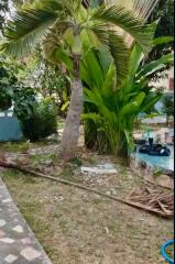 Outdoor garden with palm tree and surrounding vegetation