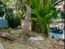 Outdoor garden with palm tree and surrounding vegetation