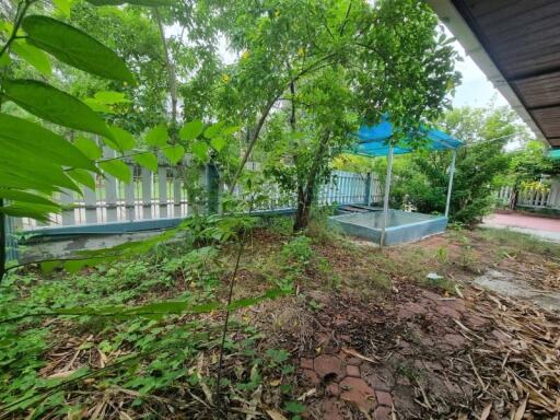 Backyard with Trees and Patio