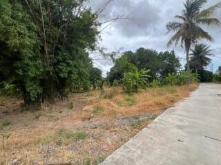 Driveway with surrounding greenery