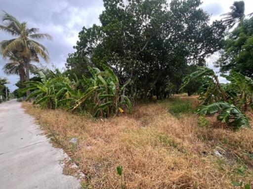 Exterior view with vegetation and pathway