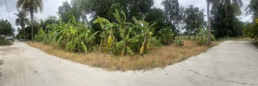 A view of the outdoor area with a concrete pathway and lush banana plants on either side.