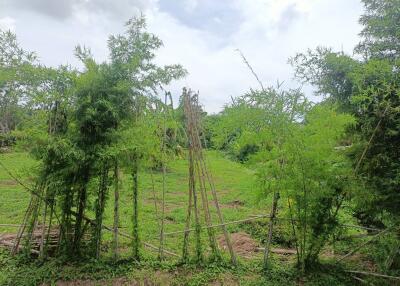 Lush green garden with bamboo plants